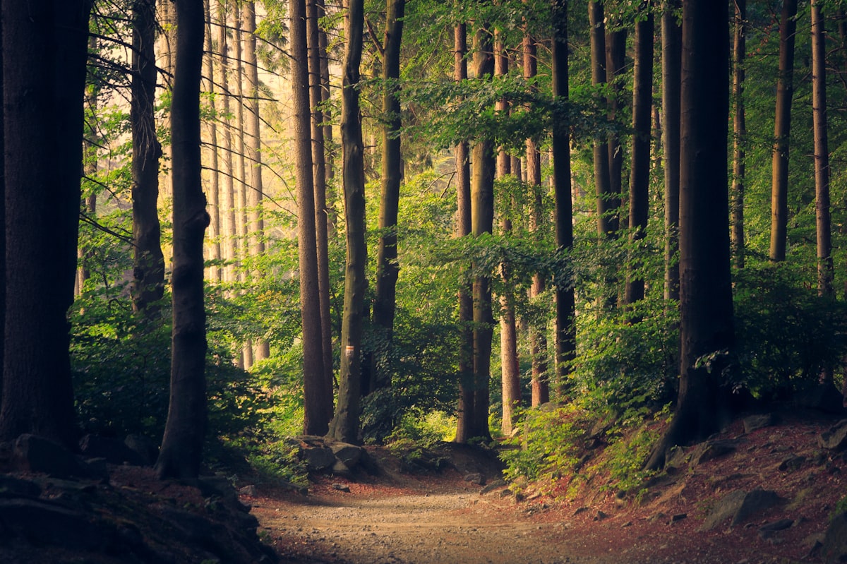 Woodland path through Fernhaven grounds